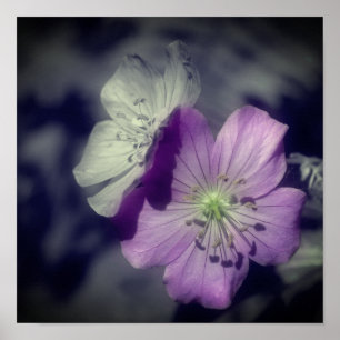 Paarse Geranium Bloemen Gedeeltelijke Kleur Poster