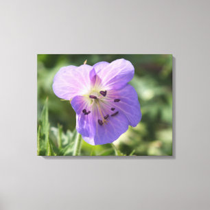 Paarse Geranium Flower op Canvas Afdruk