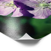  Paarse Geranium Flower Pair Close Up 8x8 Foto Afdruk (Hoek)