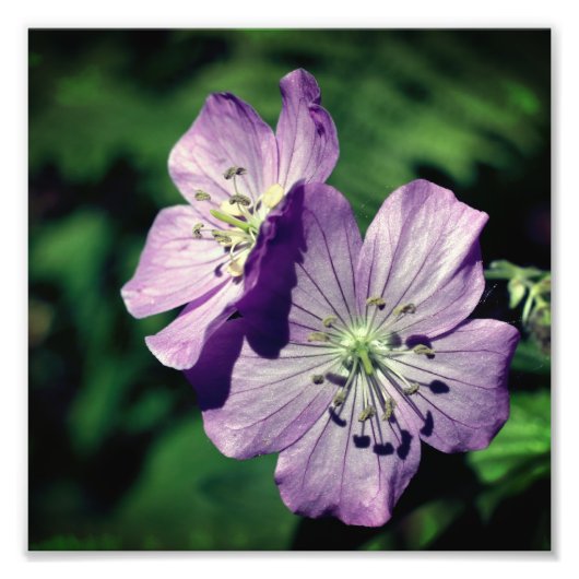  Paarse Geranium Flower Pair Close Up 8x8 Foto Afdruk (Voorkant)