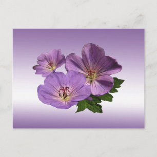 Paarse Geranium Flowers Briefkaart