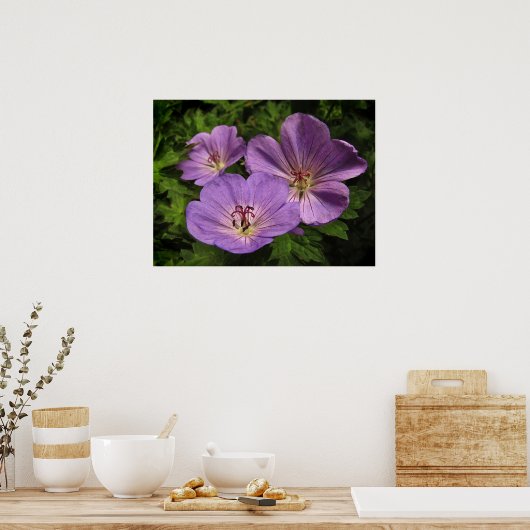 Paarse Geranium Flowers Poster (Keuken)