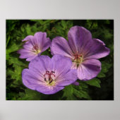 Paarse Geranium Flowers Poster (Voorkant)