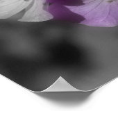 Paarse geraniumbloemen gedeeltelijke kleur poster (Hoek)