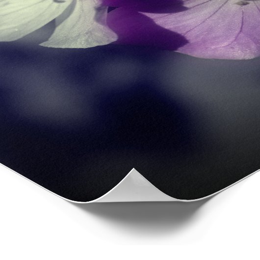 Paarse geraniumbloemen gedeeltelijke kleur poster (Hoek)