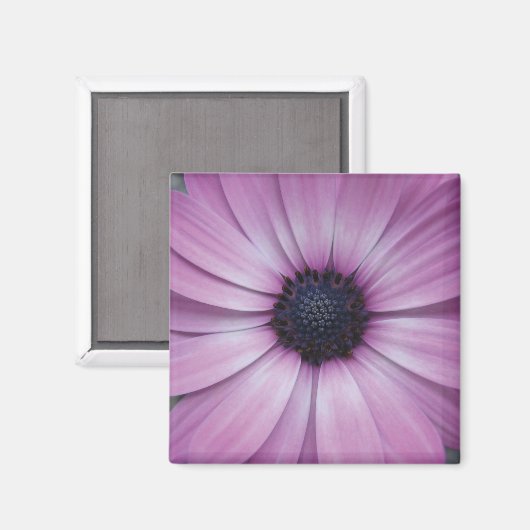 Paarse Gerbera Daisy Flower Koelkast Magnet Square (Voorkant / Achterkant)