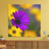 Paarse Gerbera Tussen Gele Bloemen Canvas Afdruk (Insitu (Woonkamer))