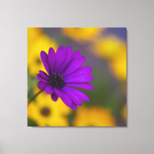 Paarse Gerbera Tussen Gele Bloemen Canvas Afdruk
