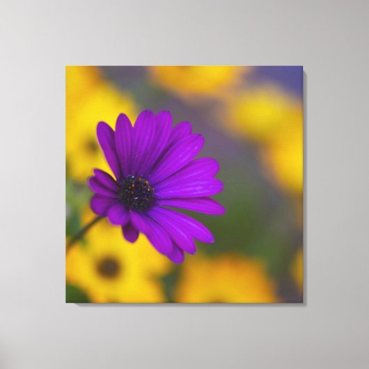 Paarse Gerbera Tussen Gele Bloemen Canvas Afdruk (Voorkant)