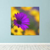 Paarse Gerbera Tussen Gele Bloemen Canvas Afdruk (Insitu (Houten vloer))