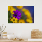 Paarse Gerbera Tussen Gele Bloemen Poster (Keuken)