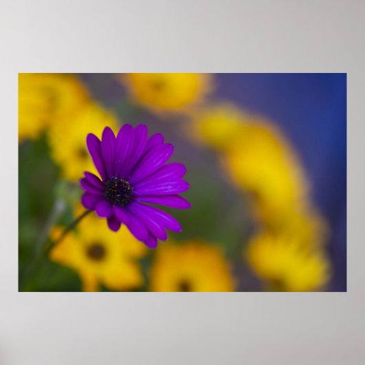 Paarse Gerbera Tussen Gele Bloemen Poster (Voorkant)
