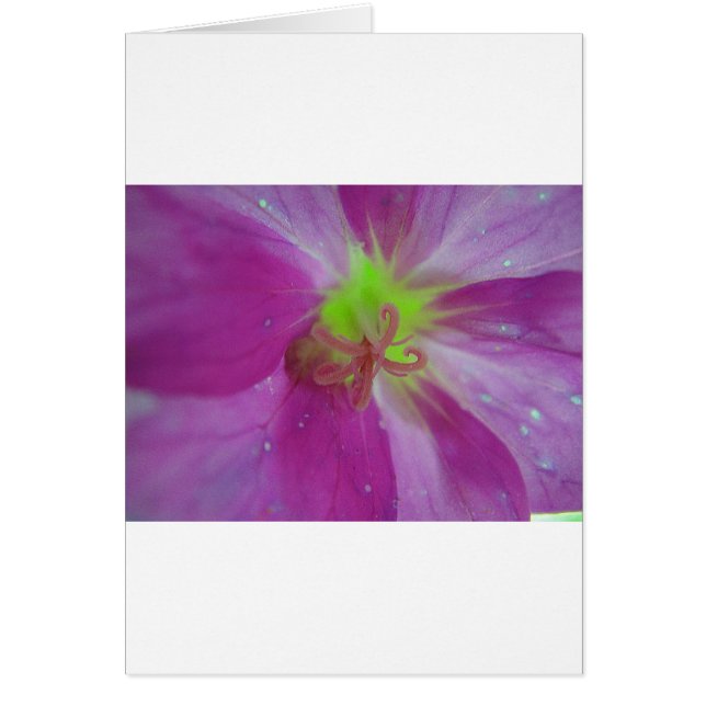 Paarse gestreepte bloempatroon met gele midden (Voorkant)