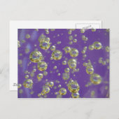 Paarse gevoelens briefkaart (Voorkant / Achterkant)