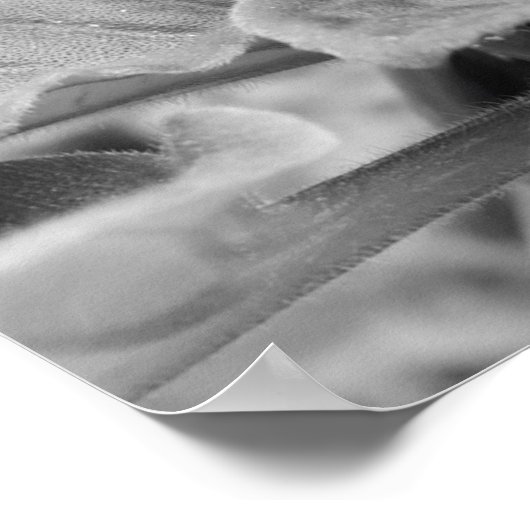 Paarse geweldplegingen, poster (Hoek)