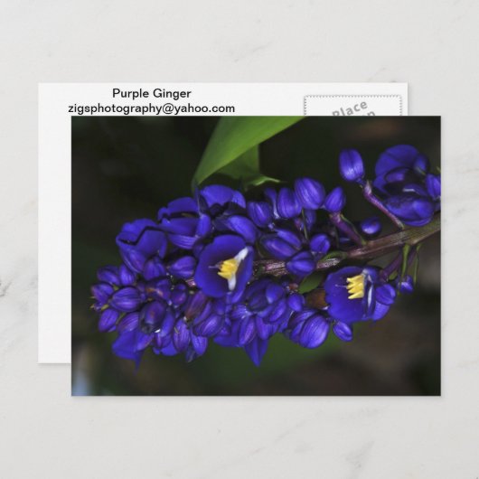 Paarse Ginger Briefkaart (Voorkant / Achterkant)