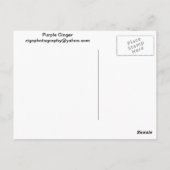 Paarse Ginger Briefkaart (Achterkant)