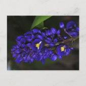 Paarse Ginger Briefkaart (Voorkant)