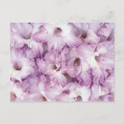 Paarse Glads alle gelegenheden Briefkaart (Voorkant)