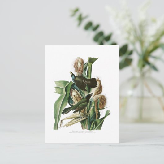 Paarse Grackle Crow John Audubon Birds of America Briefkaart (Staand voorkant)