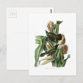 Paarse Grackle Crow John Audubon Birds of America Briefkaart (Voorkant / Achterkant)