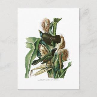 Paarse Grackle Crow John Audubon Birds of America Briefkaart