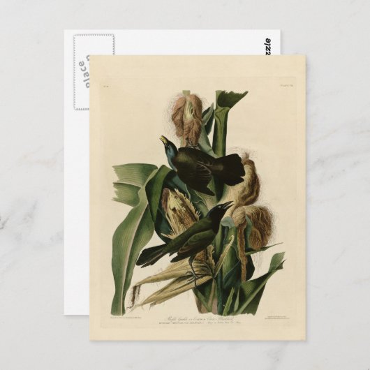 Paarse grakle briefkaart (Voorkant / Achterkant)