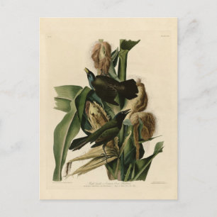 Paarse grakle briefkaart