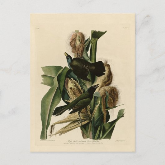 Paarse grakle briefkaart (Voorkant)