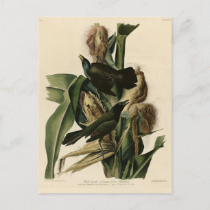 Paarse grakle (Grackle) Amerikaanse Audubon-vogels Briefkaart