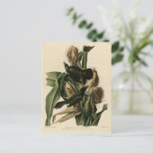 Paarse grakle (Grackle) Amerikaanse Audubon-vogels Briefkaart (Staand voorkant)