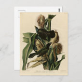 Paarse grakle (Grackle) Amerikaanse Audubon-vogels Briefkaart (Voorkant / Achterkant)