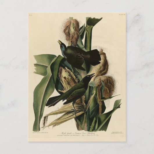 Paarse grakle (Grackle) Amerikaanse Audubon-vogels Briefkaart (Voorkant)