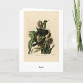 Paarse grakle (Grackle) Amerikaanse Audubon-vogels Kaart (Achterkant)