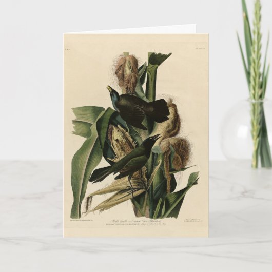 Paarse grakle (Grackle) Amerikaanse Audubon-vogels Kaart (Voorkant)