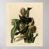 Paarse grakle (Grackle) Amerikaanse Audubon-vogels Poster (Voorkant)