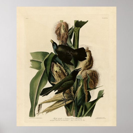 Paarse grakle (Grackle) Amerikaanse Audubon-vogels Poster (Voorkant)