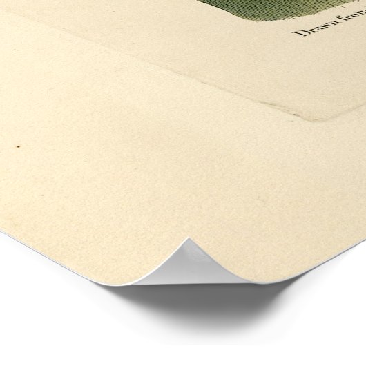 Paarse grakle (Grackle) Amerikaanse Audubon-vogels Poster (Hoek)