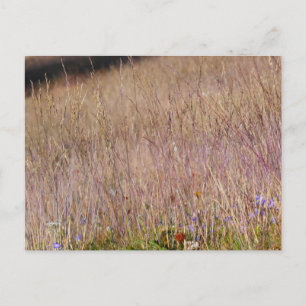 Paarse gras en wilde bloemen briefkaart