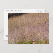 Paarse gras en wilde bloemen briefkaart (Voorkant / Achterkant)