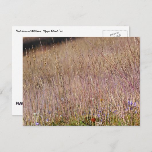 Paarse gras en wilde bloemen briefkaart (Voorkant / Achterkant)