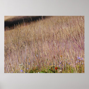 Paarse Grassen en Wilde Bloemen Poster