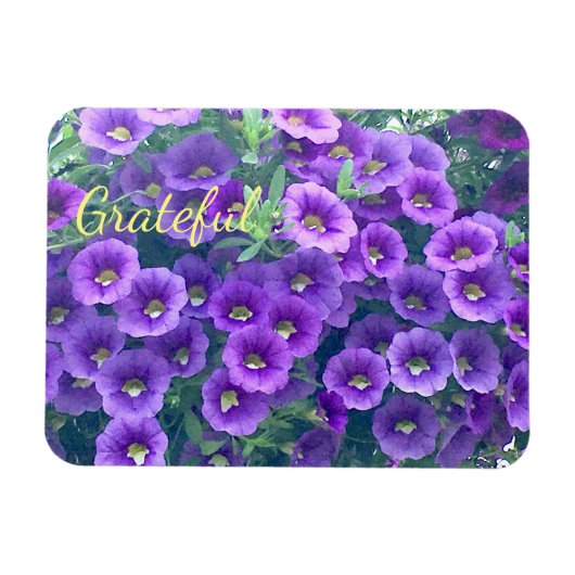 Paarse Gratitude Petunia Magneet (Horizontaal)