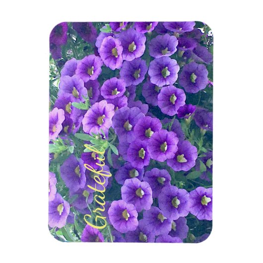  Paarse Gratitude Petunia Magneet (Verticaal)