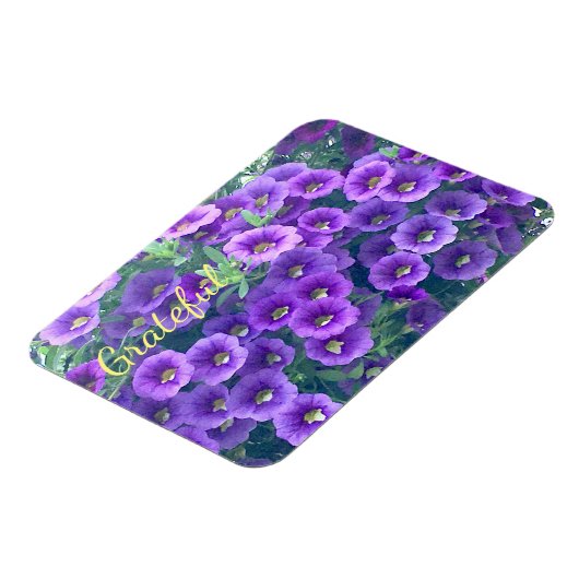  Paarse Gratitude Petunia Magneet (Linkerzijde)