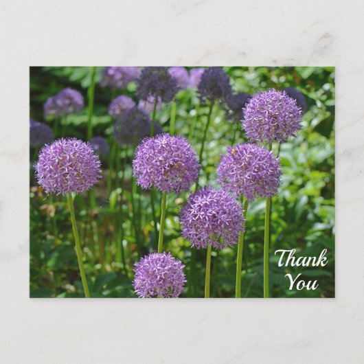 Paarse groep Allium bloemen Dank je wel Briefkaart (Voorkant)