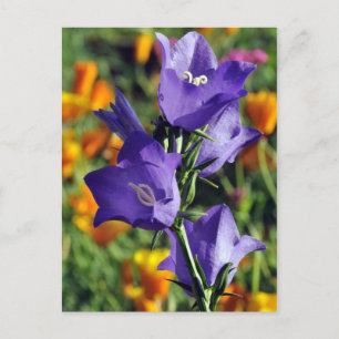 Paarse Harebell Flower Briefkaart