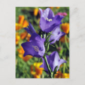 Paarse Harebell Flower Briefkaart (Voorkant)