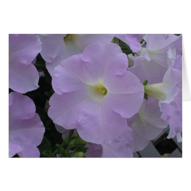 Paarse Haze (Voorkant Horizontaal)