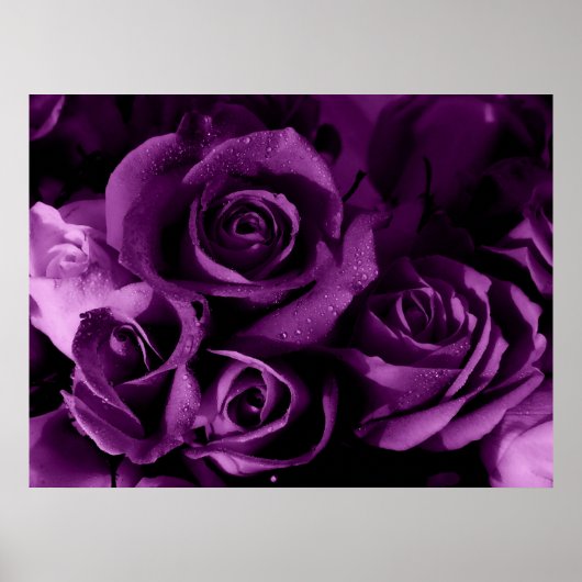 Paarse Haze Poster (Voorkant)